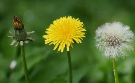 肺部结节 肺部结节
