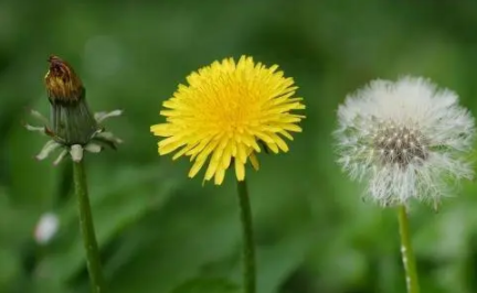 肺部结节