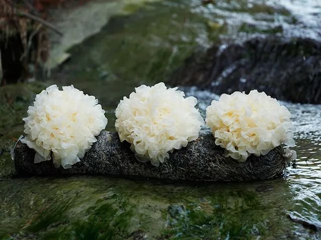 肺部结节 肺部结节