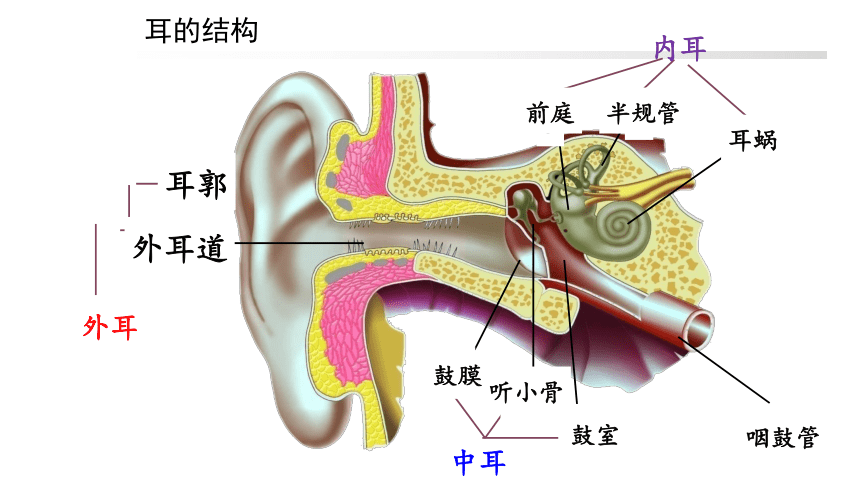 耳聋耳鸣 耳聋耳鸣